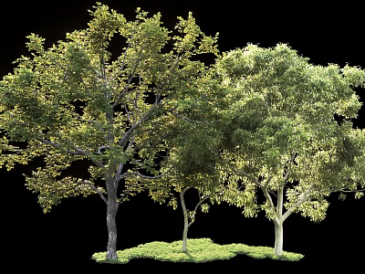 Healthy Green Trees With Lush Foliage And Vibrant Grass On Black Background 3d model