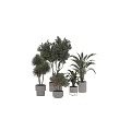 Modern Decorative Ornament Set with Various Potted Plants and Stylish Planters