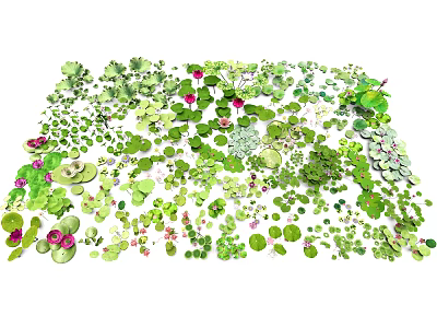 Diverse Aquatic Plants With Various Leaves And Colorful Water Garden Elements 3d model