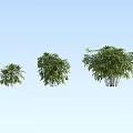Palm Tree Modern Palm Tree 3d model