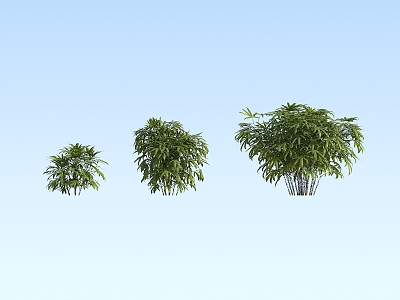 Palm Tree Modern Palm Tree 3d model