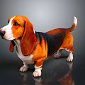 Cute Basset Hound With Brown Black White Coat Long Floppy Ears Standing On Gray Background