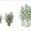Tall And Short Bamboo Plants With Green Leaves In Blue Sky Landscape