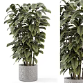 Bonsai Potted Plant with Lush Green Leaves in Geometric Patterned Gray Pot for Indoor Decoration