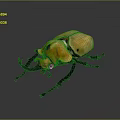 Giant Orange Beetle With Large Horns And Shiny Exoskeleton Isolated On Dark Background