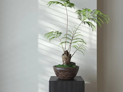 Bonsai Tree With Fern Leaves In Brown Clay Pot On Dark Wooden Stand With Sunlight 3d model