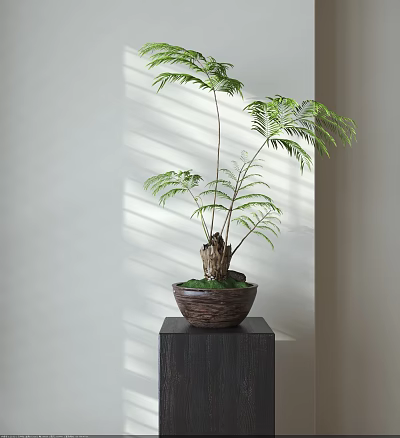 Bonsai Tree With Fern Leaves In Brown Clay Pot On Dark Wooden Stand With Sunlight 3d model