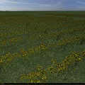 Expansive Lush Field of Vibrant Yellow Flowers in Full Bloom Under Sunlit Blue Sky