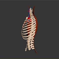 Medical Device Human Thorax Anatomical Model With Rib Cage Muscles And Blood Vessels For Education