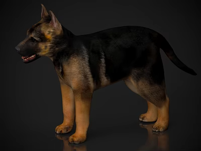 Black And Tan German Shepherd Puppy Standing On Shiny Floor With Perked Ears And Open Mouth 3d model