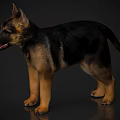 Black And Tan German Shepherd Puppy Standing On Shiny Floor With Perked Ears And Open Mouth