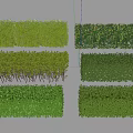 Green Garden Shrubs With Various Types Shapes And Neat Arrangement