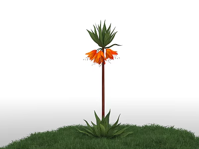 Tall Vibrant Flowering Plant With Orange Bell Flowers And Green Leaves On Green Grass 3d model