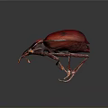 Vibrant Red Beetle With Shiny Exoskeleton Distinctive Elongated Snout On Dark Background