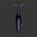 Blue Dolphin Streamlined Body With Smooth Surface Reflection Against Gray Gradient Background Lighting Effect