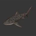 Realistic Striped Shark With Detailed Body And Fins On Dark Background