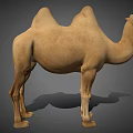 Light Brown Bactrian Camel With Two Humps In Standing Posture On Gray Background 3d model