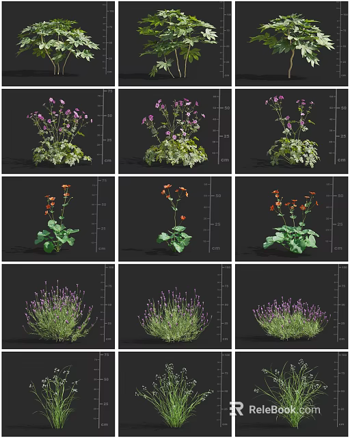 Colorful Flower and Herb Varieties with Purple Orange Blooms and Lavender in Different Growth Stages 3d model 