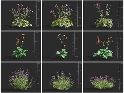 Colorful Flower and Herb Varieties with Purple Orange Blooms and Lavender in Different Growth Stages 3d model