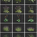 Colorful Flower and Herb Varieties with Purple Orange Blooms and Lavender in Different Growth Stages