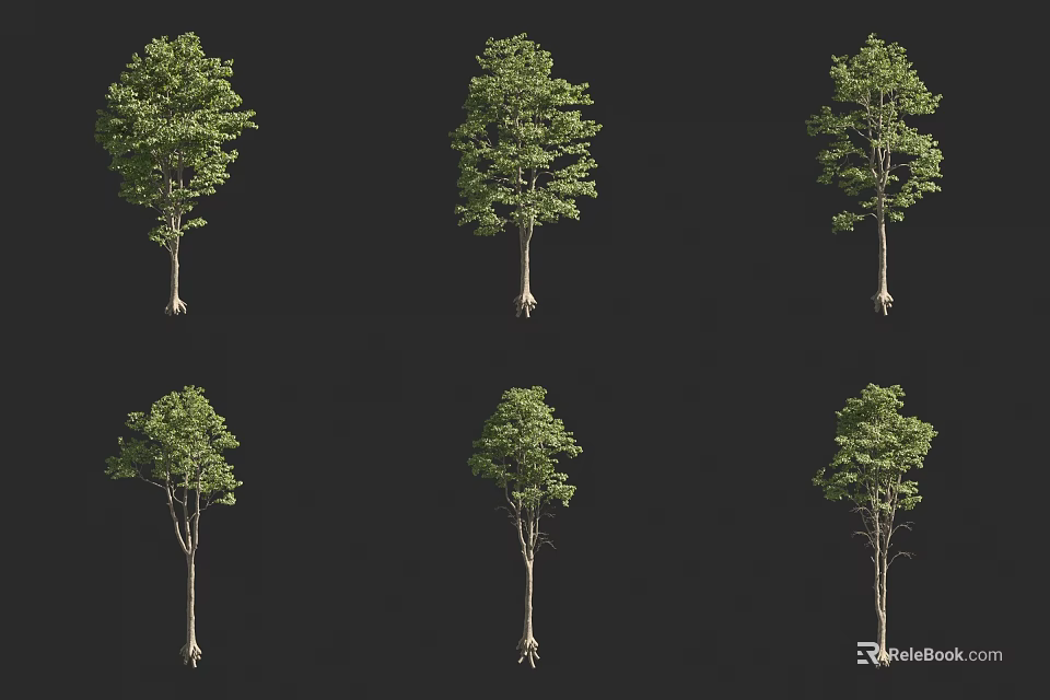 Six Arbor Trees with Green Leaves and Trunks on Black Background Showing Various Forms 3d model