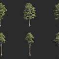 Six Arbor Trees with Green Leaves and Trunks on Black Background Showing Various Forms 3d model