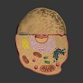 Cell Structure Model Displaying Organelles As Fundamental Units Of Organs And Hair