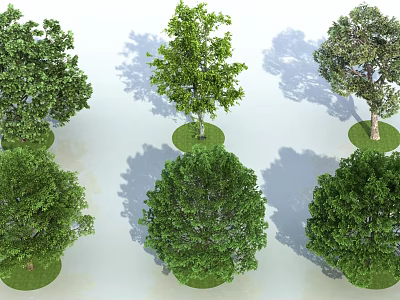 Lush Green Trees with Leafy Canopies Planted on Circular Grass Patches and Shadows 3d model