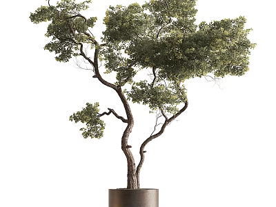 Artistic Bonsai Tree With Curved Trunk And Lush Foliage In Dark Pot 3d model