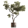 Artistic Bonsai Tree With Curved Trunk And Lush Foliage In Dark Pot