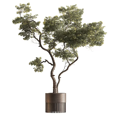 Artistic Bonsai Tree With Curved Trunk And Lush Foliage In Dark Pot 3d model