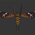 Modern butterfly moth insect 3d model