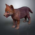 Cute Brown Baby Wolf With Bright Blue Eyes Standing On Gray Surface