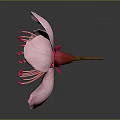 Pink Flower With Soft Pink Petals And Vibrant Red Stamen On Gray Background With Reflection