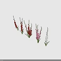 Red Pink White Gladiolus Flowers With Green Stems And Leaves