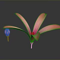 Vibrant Pink Flowers Featuring Blooming and Budding Blooms on Dark Background with Reflections