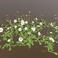 Small White Daisy Plants with Green Leaves Forming Natural Flower Patch