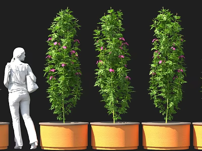 Tall Green Plants With Purple Flowers In Orange Pots For Outdoor Decoration 3d model