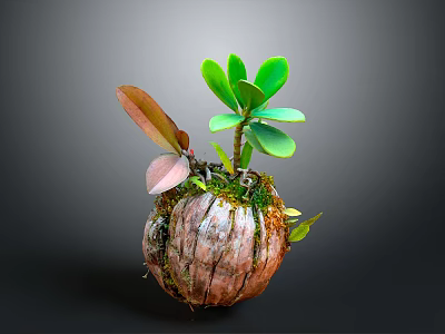Small Plant With Green And Brown Leaves In Bark Like Spherical Pot On Gray Background 3d model