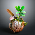 Small Plant With Green And Brown Leaves In Bark Like Spherical Pot On Gray Background