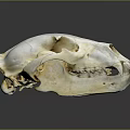 Detailed Isolated Animal Skull With White Bone Structure And Sharp Teeth On Gray Background