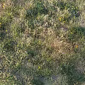 Wildflowers And Green Grass Growing In Natural Outdoor Field With Yellow Blooms