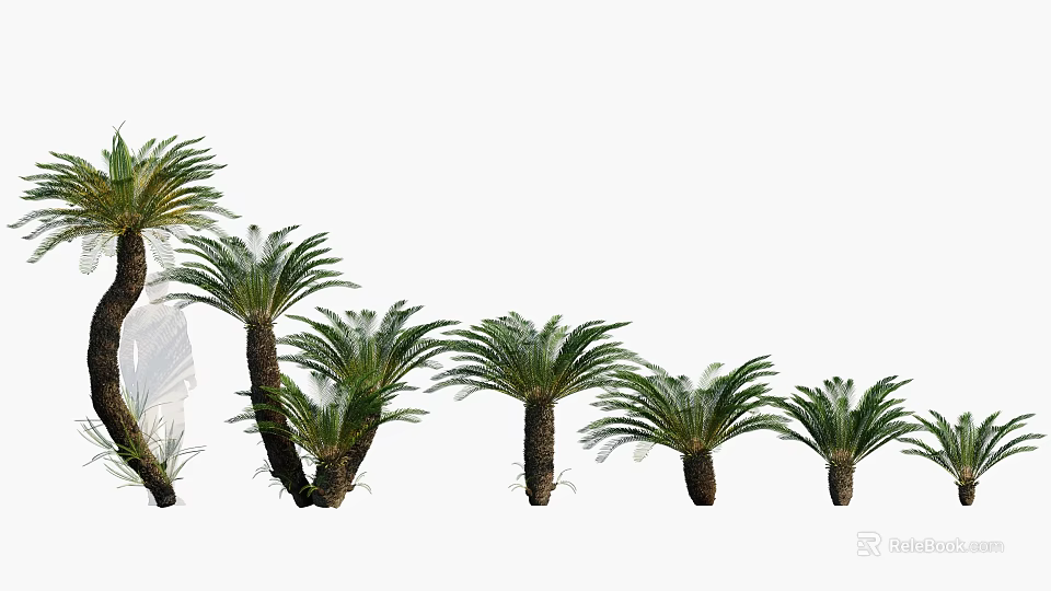 Tropical Palm Trees With Green Fronds And Various Sizes For Garden Landscaping 3d model 