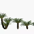 Tropical Palm Trees With Green Fronds And Various Sizes For Garden Landscaping