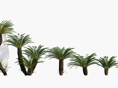 Modern Plant Plants Flowers Flowers Trees Cyrrhiza 3d model Modern Plant Plants Flowers Flowers Trees Cyrrhiza 3d model