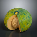 Fresh Cut Open Green Spotted Melon With Orange Flesh And Netted Texture