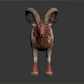 Ram With Large Curved Horns And Brown White Fur Standing On White Background