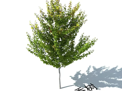 Fragrant Arbor Tree With Green Lush Foliage And Healthy Growth Features 3d model
