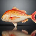 Vibrant Orange and White Fish with Scales Fins Tail on Dark Background and Reflection