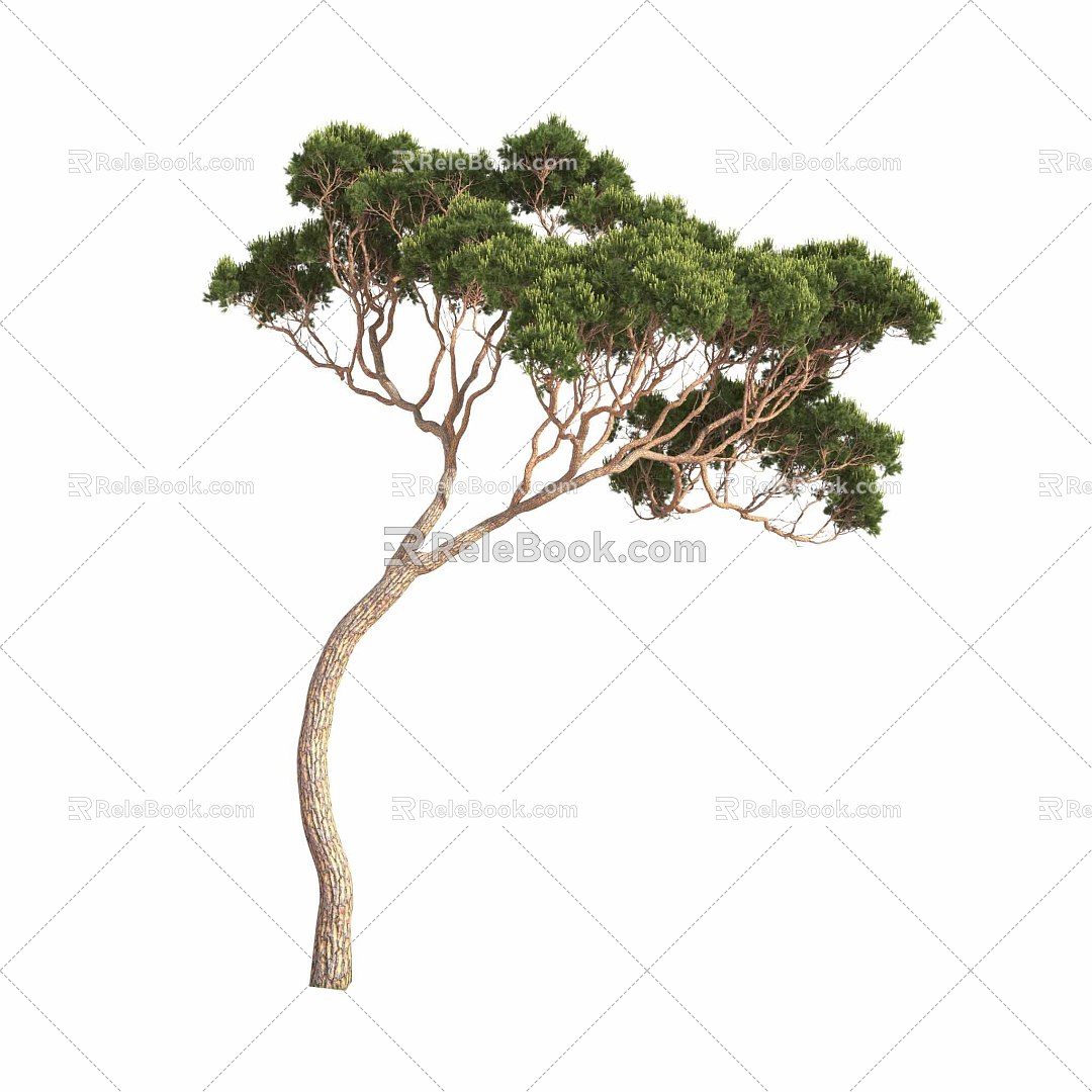 Italian stone pine Mediterranean plant 3d model